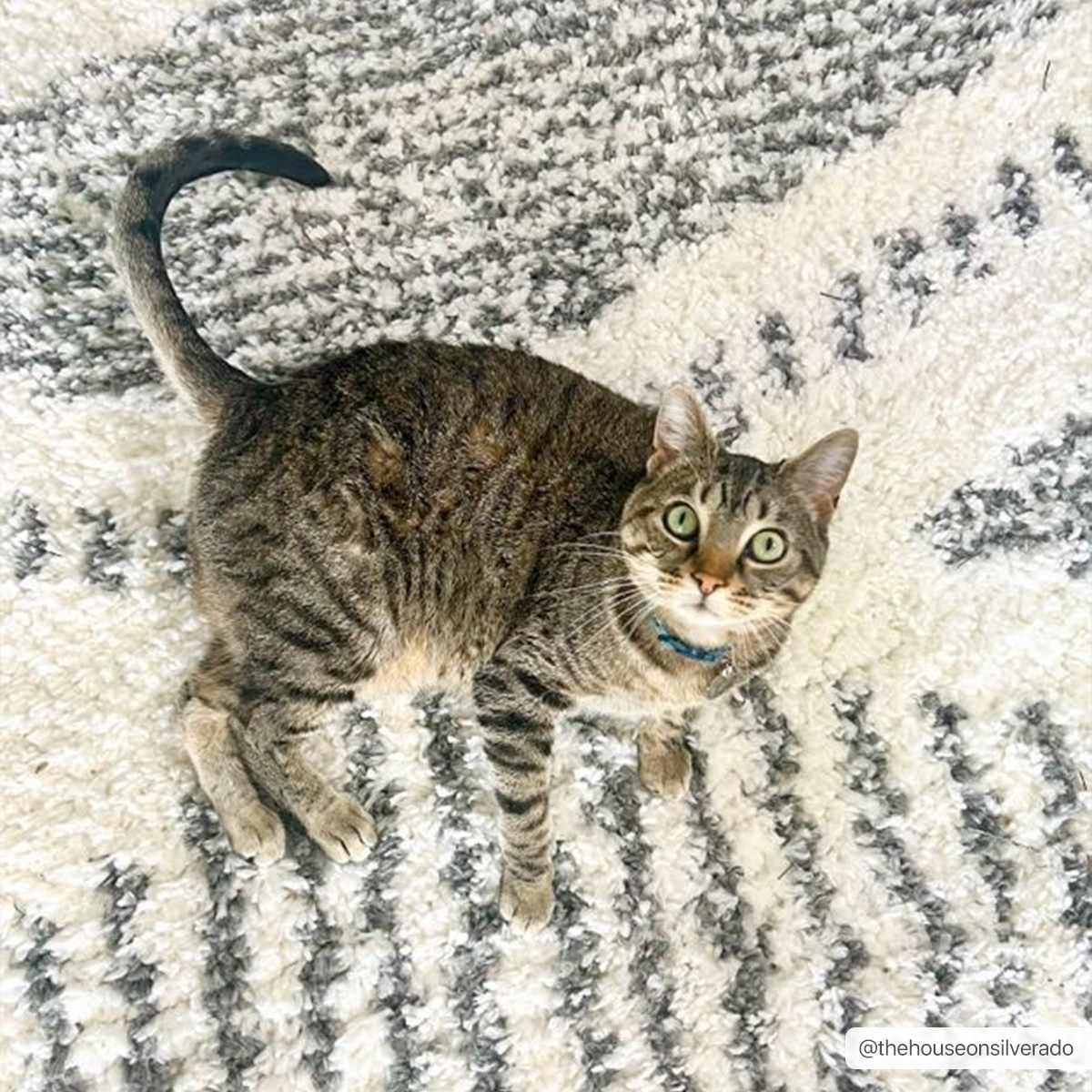 Trunding Plush Area Rug - Bibenanova usa